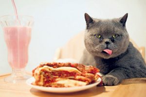 mèo ba tư thích ăn gì
